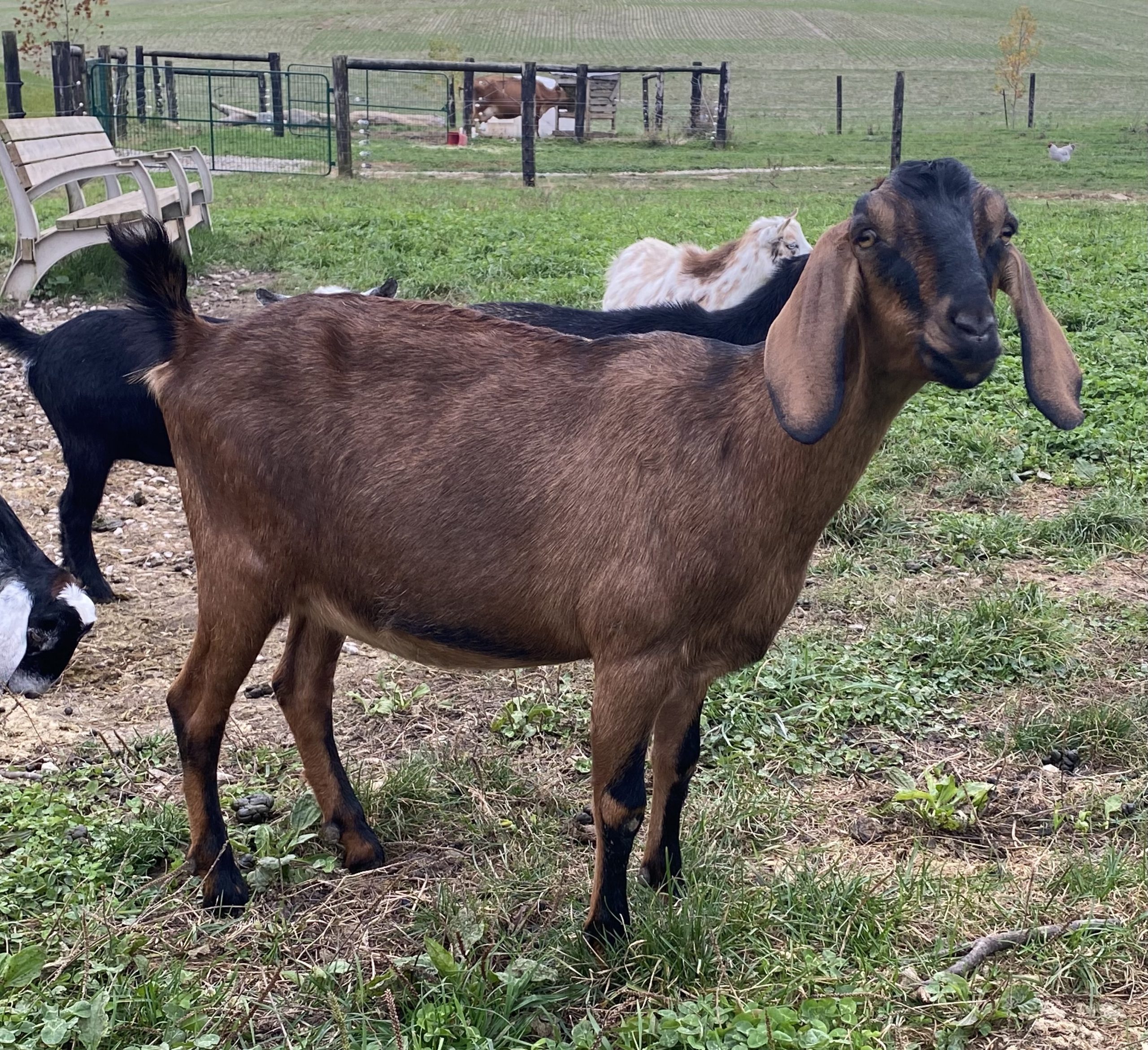 registered nubian goat doe