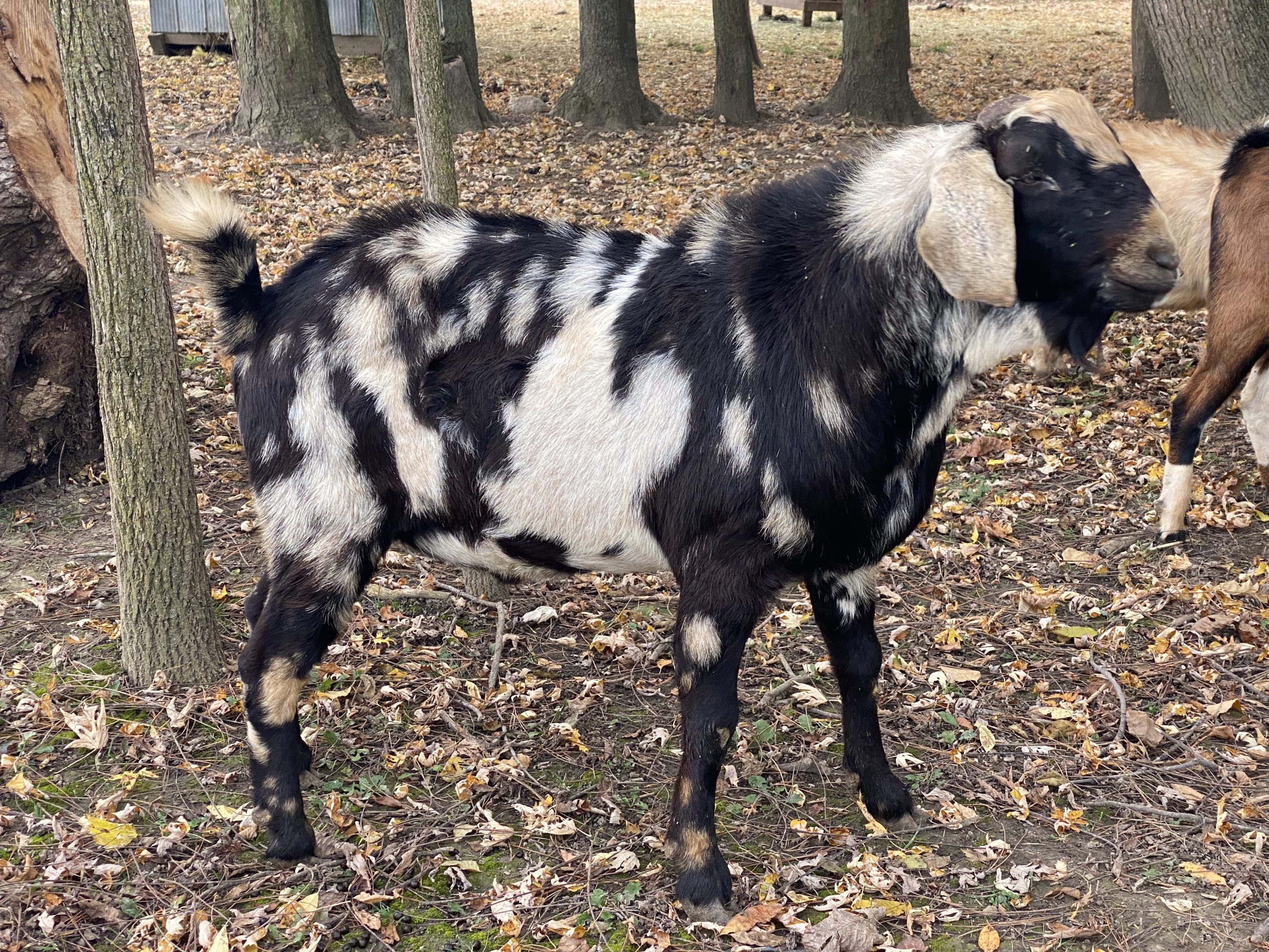 registered nubian goat buck