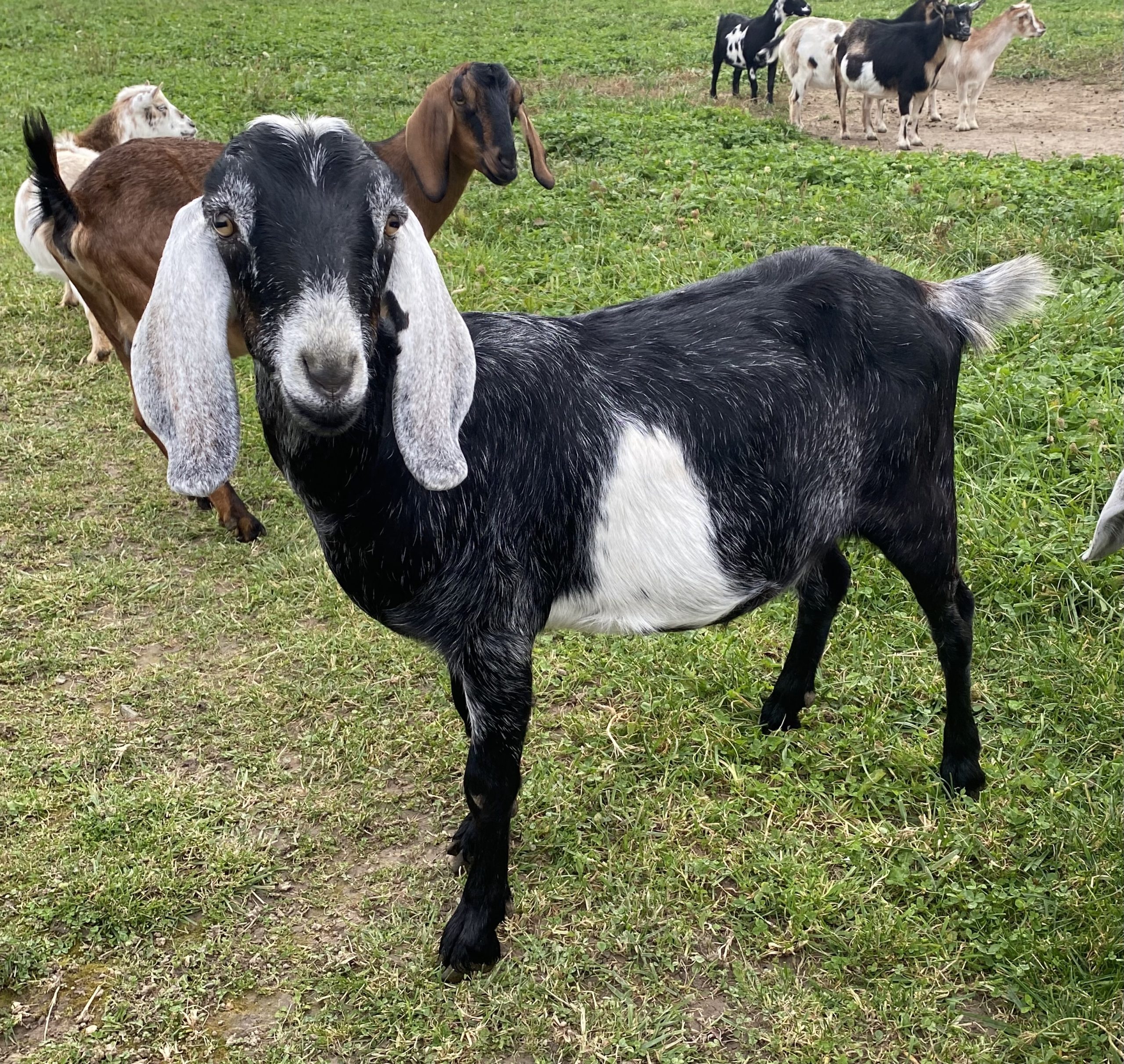 registered nubian goat doe