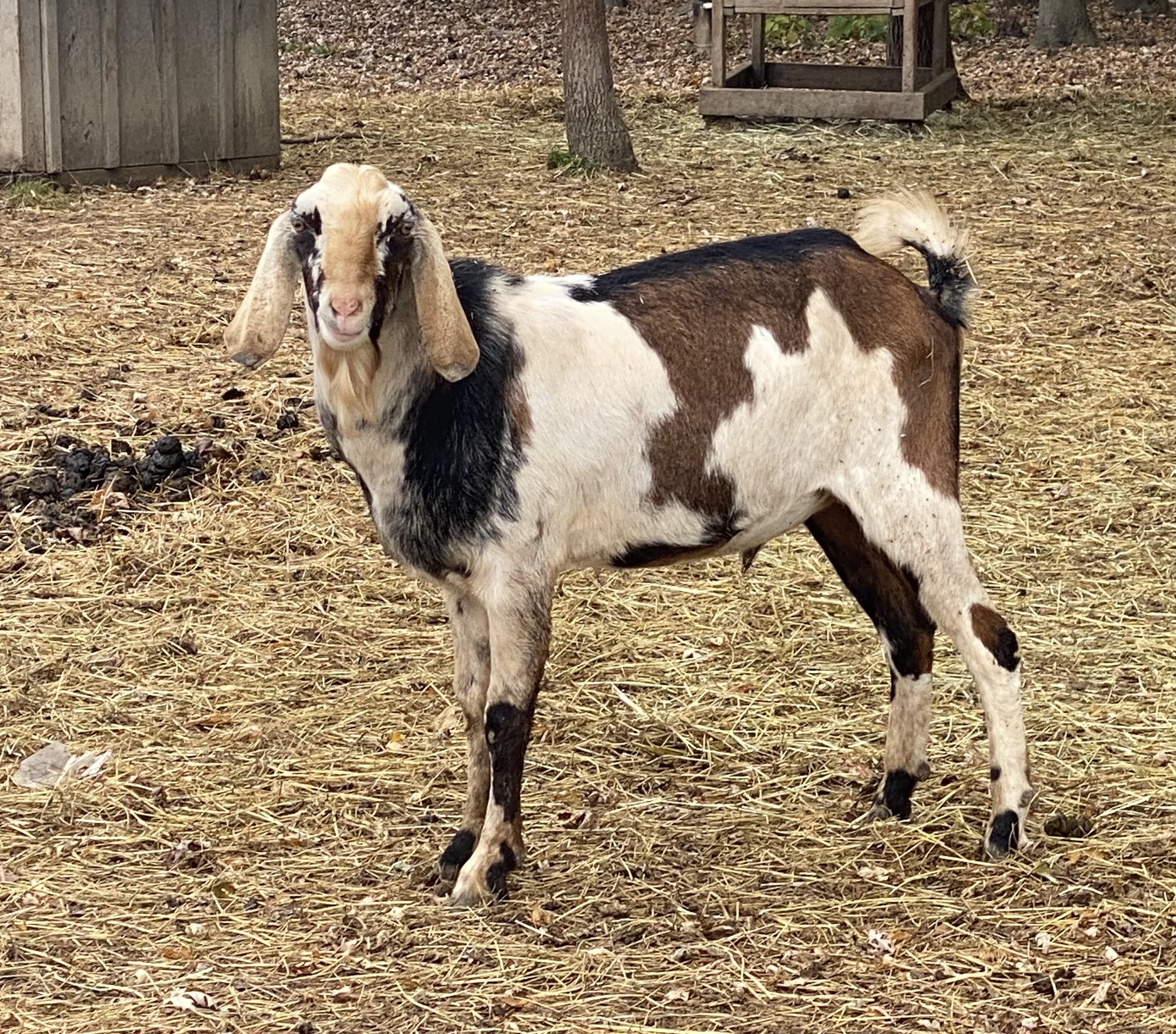 registered nubian goat buck